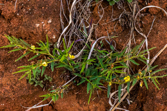 Chamaecrista capensis