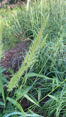 Setaria scheelei
