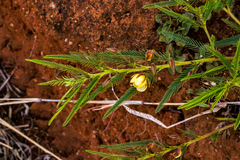 Chamaecrista capensis