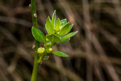 Clutia hirsuta