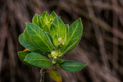 Clutia hirsuta