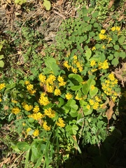 Crepidiastrum denticulatum