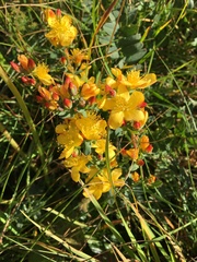 Hypericum linarioides