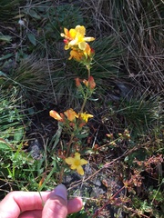 Hypericum linarioides