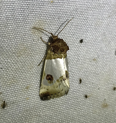 Schinia oculata