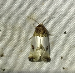 Schinia oculata