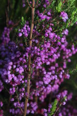 Erica hirtiflora hirtiflora