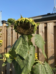Helianthus