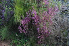 Erica hirtiflora hirtiflora