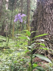 Cicerbita prenanthoides