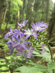 Cicerbita prenanthoides