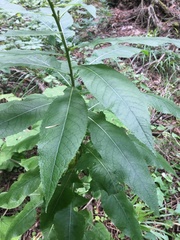 Cicerbita prenanthoides