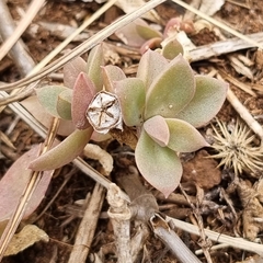 Delosperma tradescantioides
