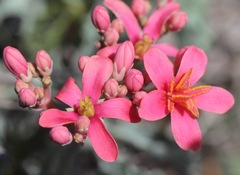 Jatropha cathartica