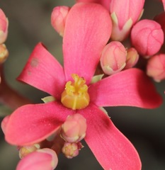 Jatropha cathartica