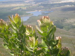 Leucospermum glabrum