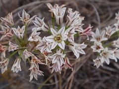 Allium lacunosum