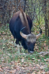 Bos gaurus