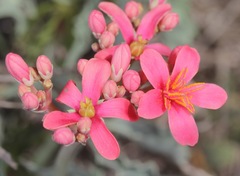 Jatropha cathartica