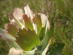 Leucospermum glabrum