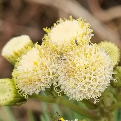 Senecio chrysocoma