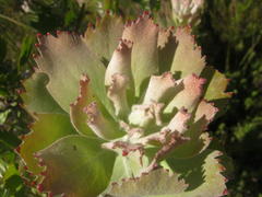 Leucospermum glabrum