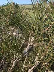 Melaleuca linearis linearis