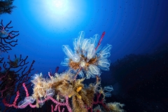 Bluestriped Light Bulb Tunicate photo 2
