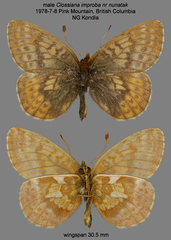 Boloria improba