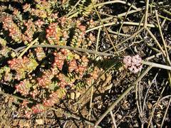 Crassula rupestris rupestris