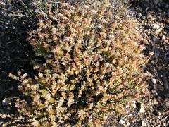 Crassula rupestris rupestris