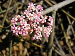 Crassula rupestris rupestris