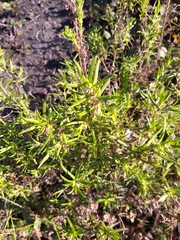 Carpacoce spermacocea