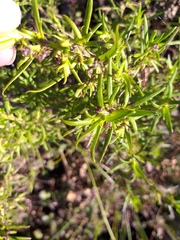 Carpacoce spermacocea