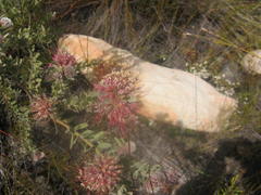 Leucospermum wittebergense
