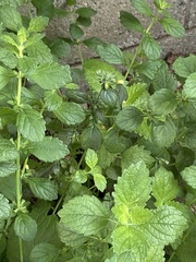 Melissa officinalis