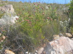 Leucospermum wittebergense