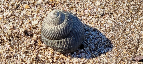 Tegula argyrostoma