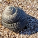 Tegula argyrostoma