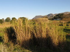 Echinochloa pyramidalis