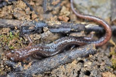 Plethodon angusticlavius
