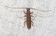 Geropa concolor