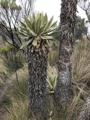 Espeletia hartwegiana