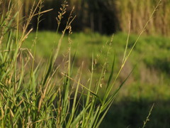 Echinochloa pyramidalis