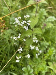 Galium uliginosum