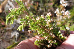 Erica inconstans