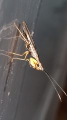 Amorphoscelidae