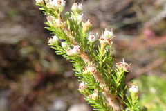 Erica inconstans