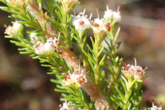 Erica inconstans