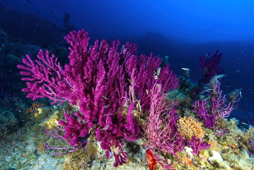 Red Gorgonian